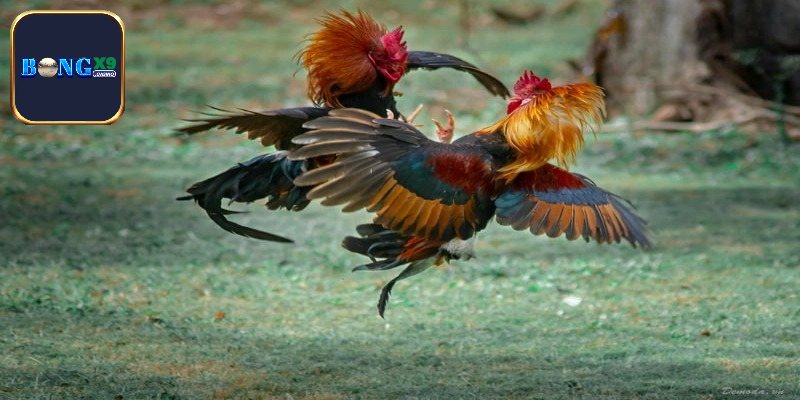 AOG Đá Gà - Cơ Hội Săn Quà Lớn Trong Tầm Tay Tại Bongx9