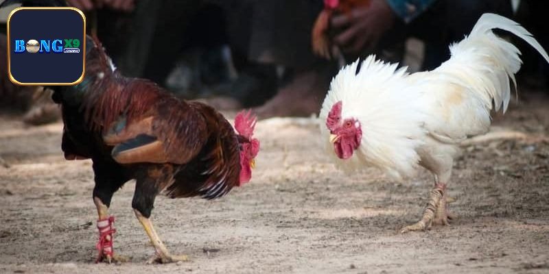 Các quy tắc trong quá trình đá gà