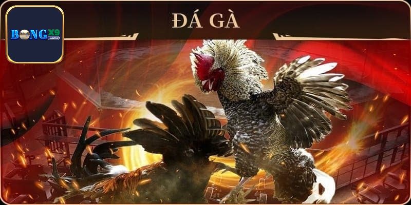 Cách chơi AOG đá gà dễ thắng lớn