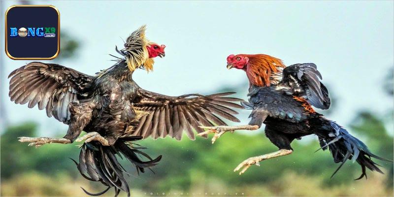Trải nghiệm cá cược đá gà chuyên nghiệp tại Bongx9