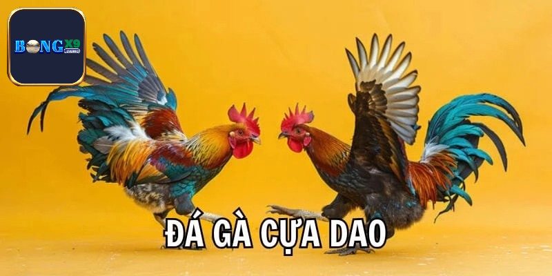 Đá Gà Cựa Dao - Cuộc Chiến Nảy Lửa Trên Sàn Đấu Gà