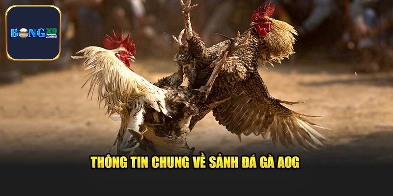 Giải mã chi tiết về nền tảng đá gà AOG