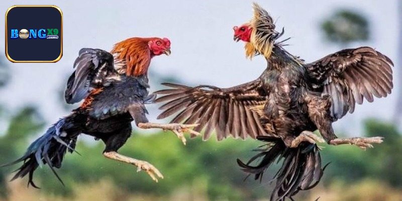 Kinh nghiệm phân tích kỹ càng trước khi đặt cược