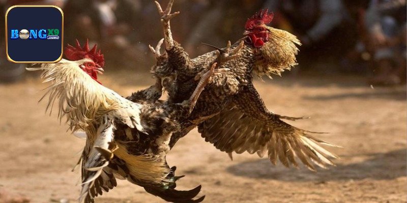 Quá trình gắn cựa dao vào chân gà