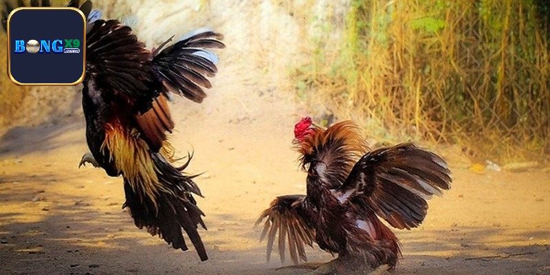 Sơ lược về loại cược gà online