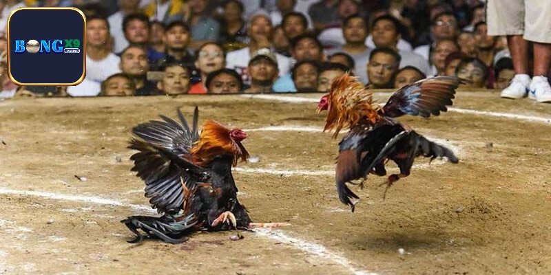 Tham gia cá cược đá gà cần phải tỉnh táo